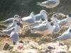 Ring-billed Gull at Barling Rubbish Tip (Steve Arlow) (67745 bytes)